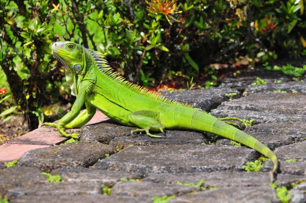 iguana Curacao