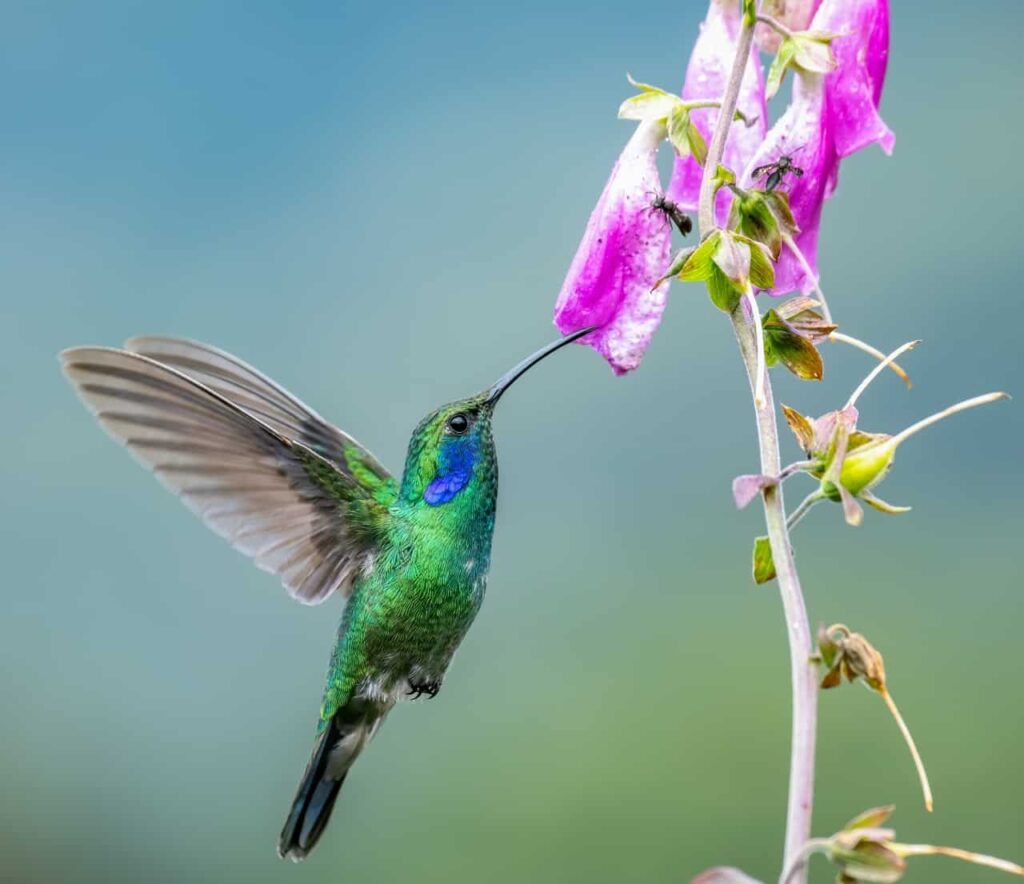 hummingbird in curacao