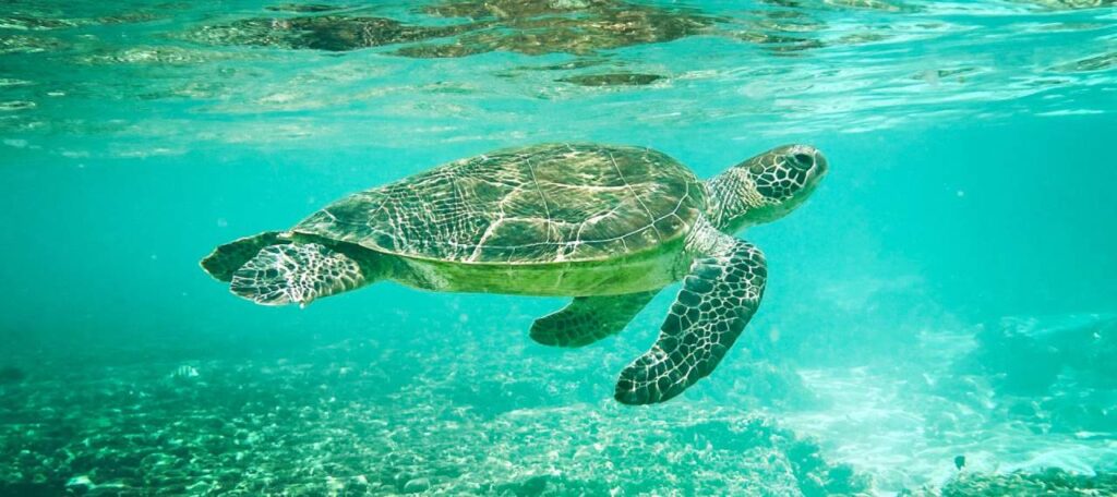 turtle curacao