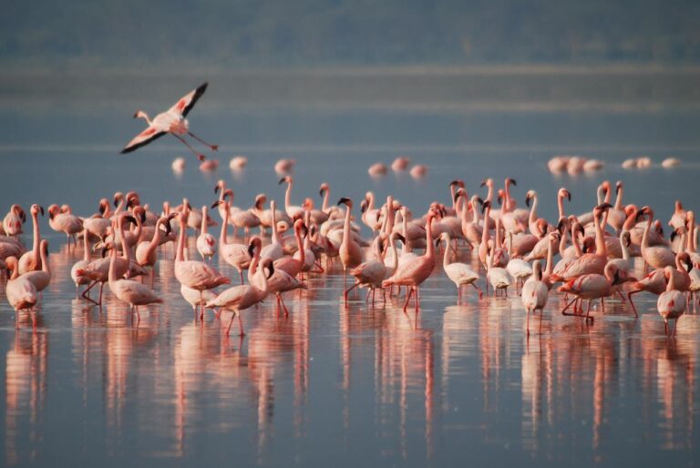 flamingo spotting on Curacao