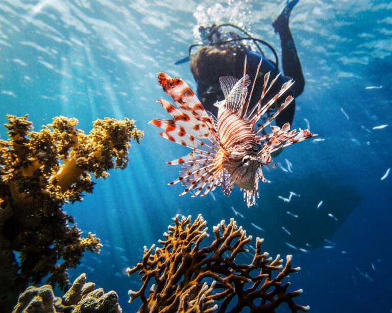 diving in curacao