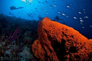 Go West Diving Curacao