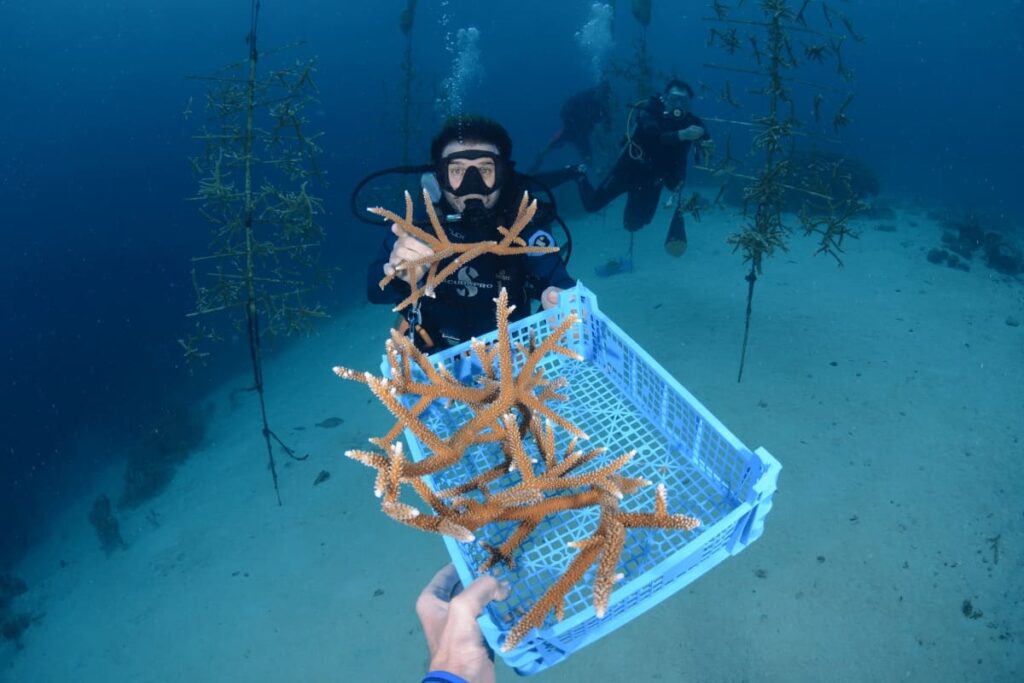 coral restoration curacao