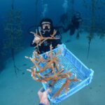 coral-restoration-curacao-ocean-encounters-1200