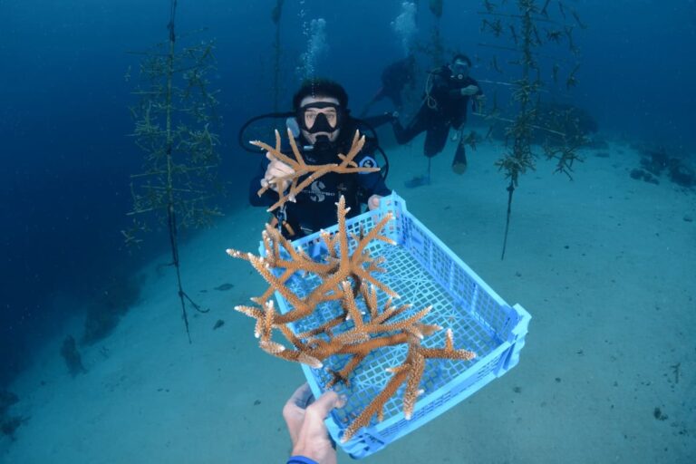 coral-restoration-curacao-ocean-encounters-1200