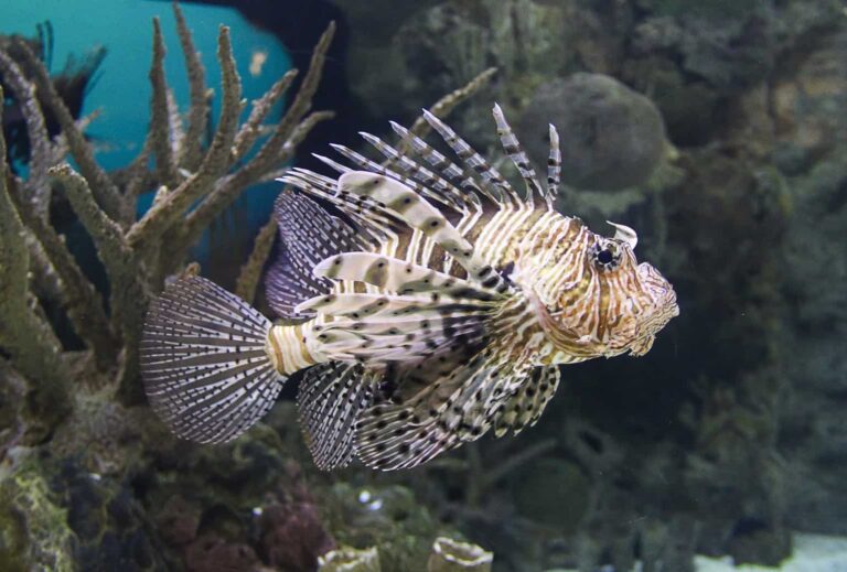 Lion fish curacao