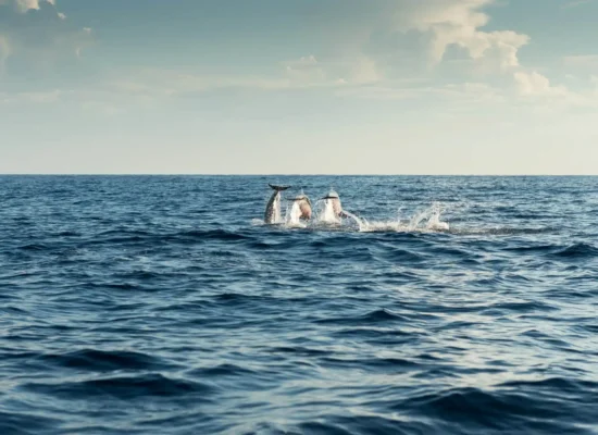 curacao-hotel-kura-botanica-dolphins-2