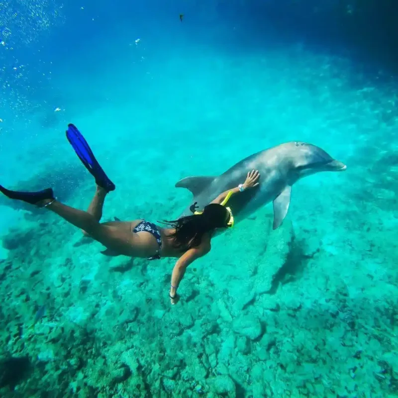dolphin-sou-1