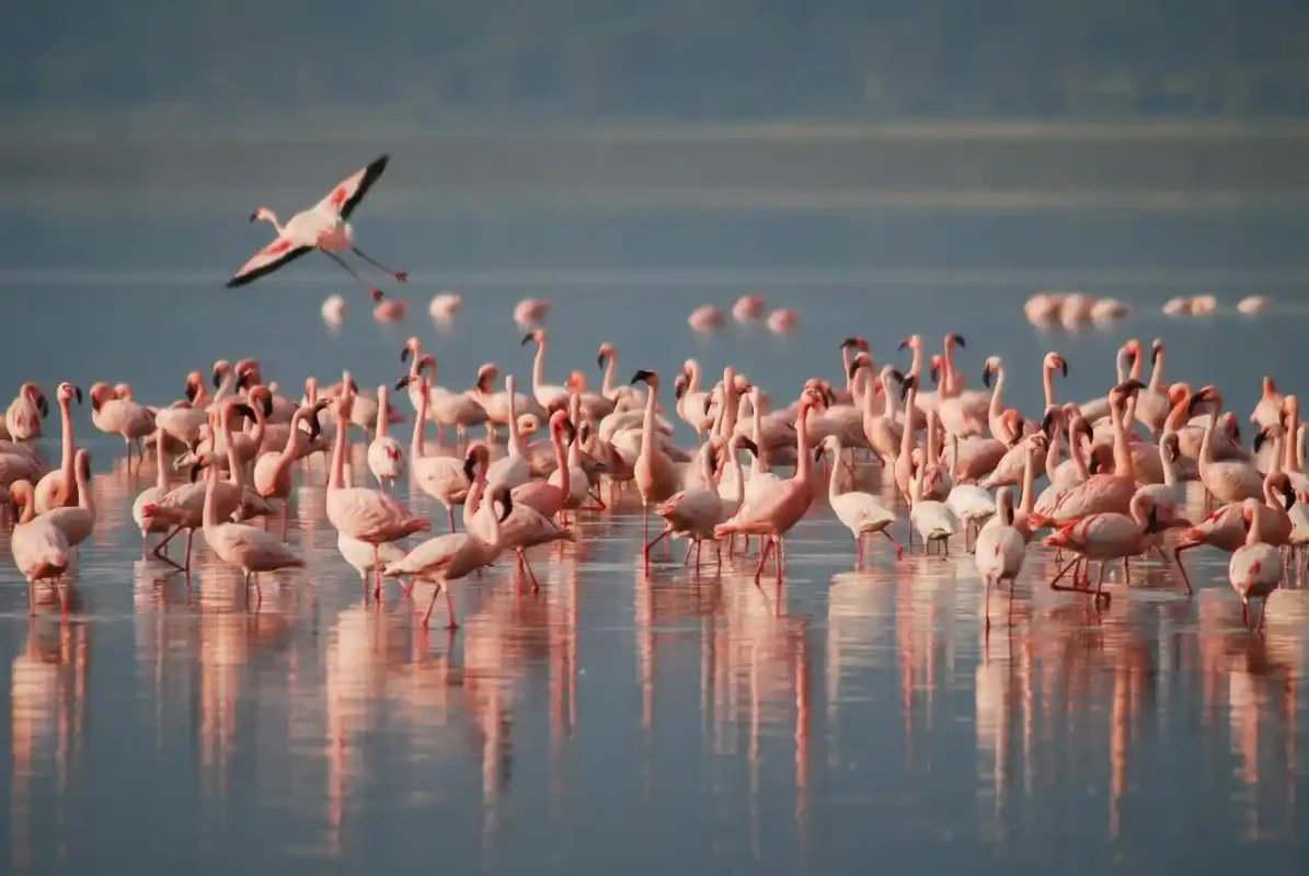 flamingos curacao