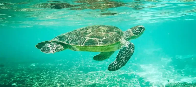 turtle curacao 1280