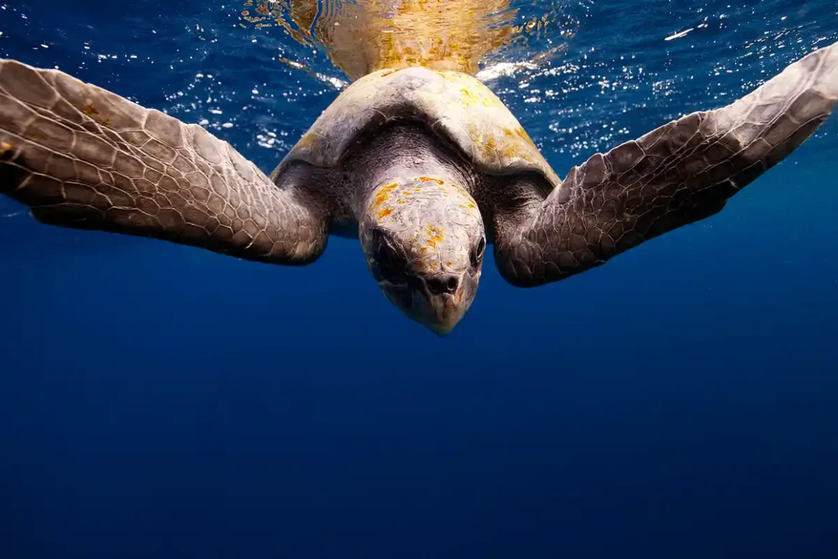 turtle swimming hotel curacao kura botanica image 64 1