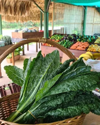 Plantage Brakkeput Ariba